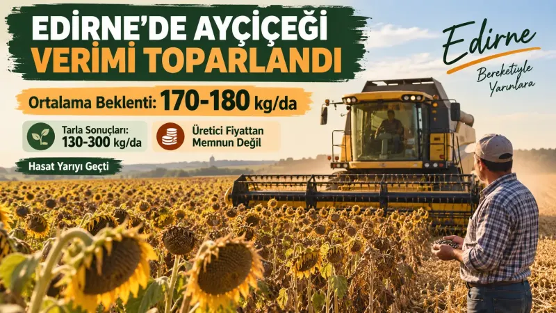Edirne’de geniş ayçiçeği tarlasında hasat yapan biçerdöver ve ürünü kontrol eden üretici.