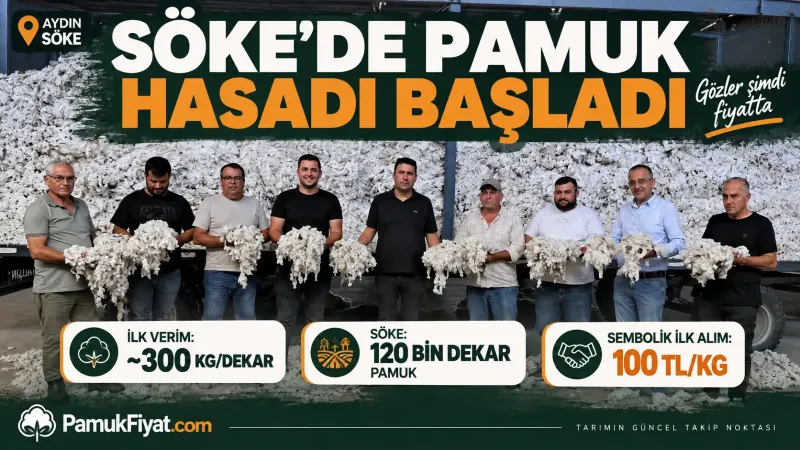 Söke’de sezonun ilk hasadında üreticiler ellerinde yeni toplanmış kütlü pamuklarla görülüyor.