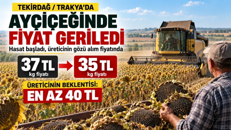 Tekirdağ’da biçerdöverle hasat edilen ayçiçeği tarlası.