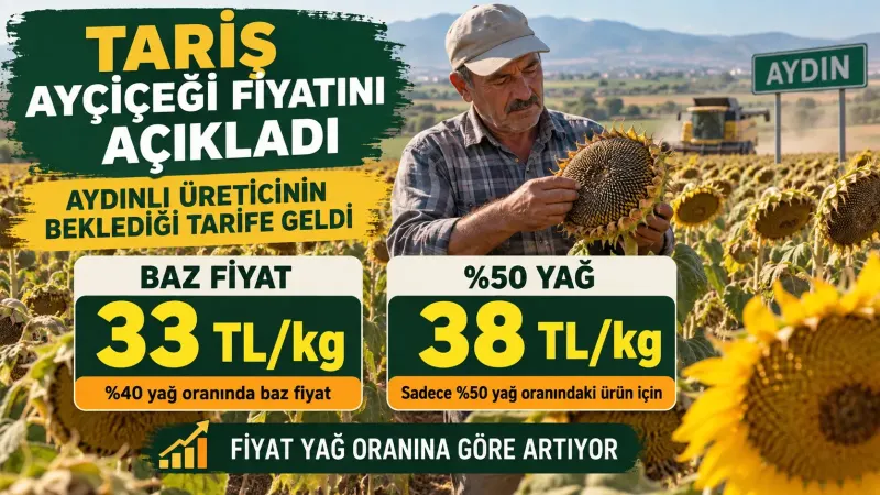Aydın’da hasada hazır yağlık ayçiçeği tarlasında ürününü kontrol eden çiftçi.