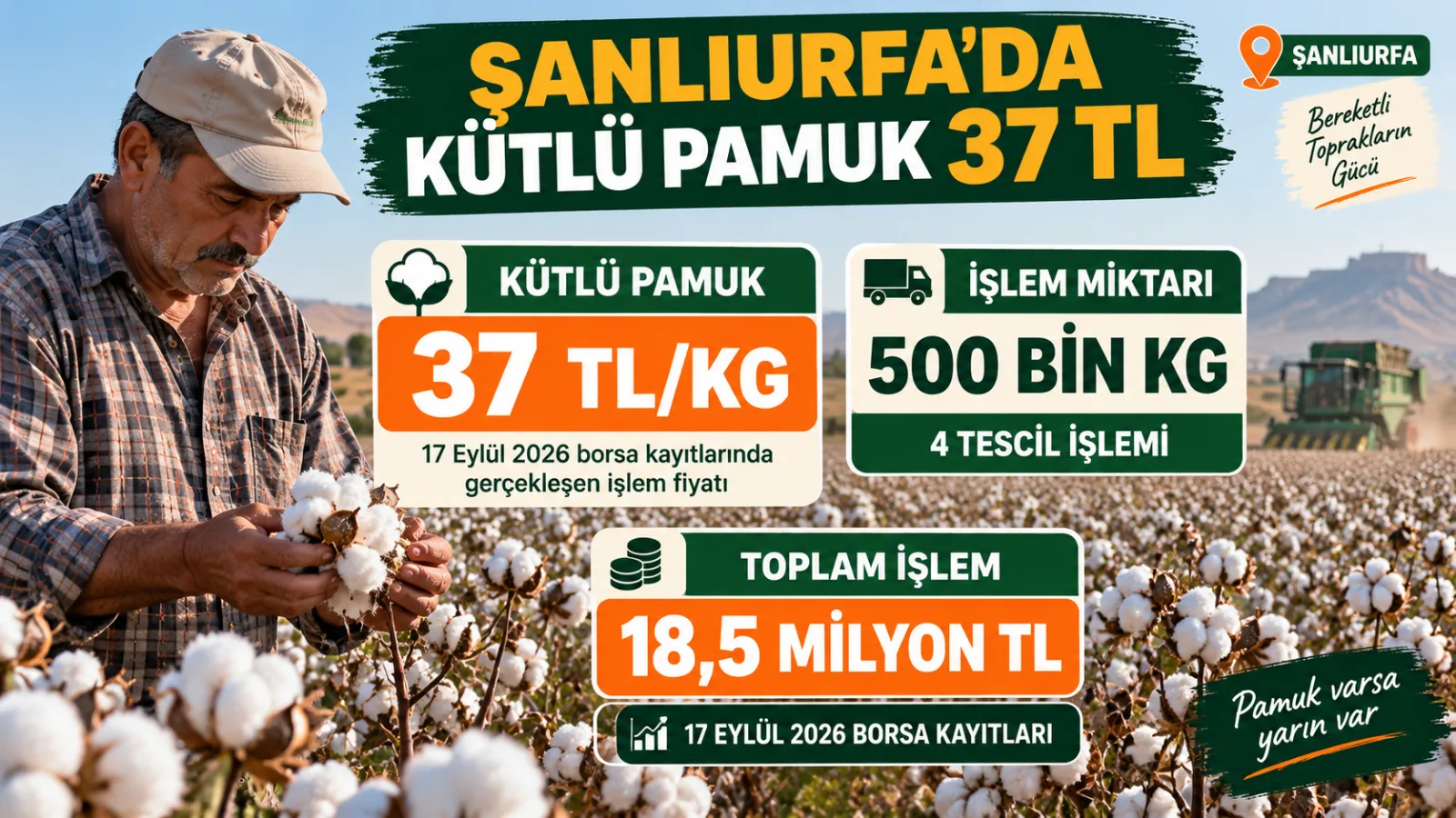 Şanlıurfa’da hasat dönemindeki pamuk tarlasında toplanmaya hazır kütlü pamuklar.