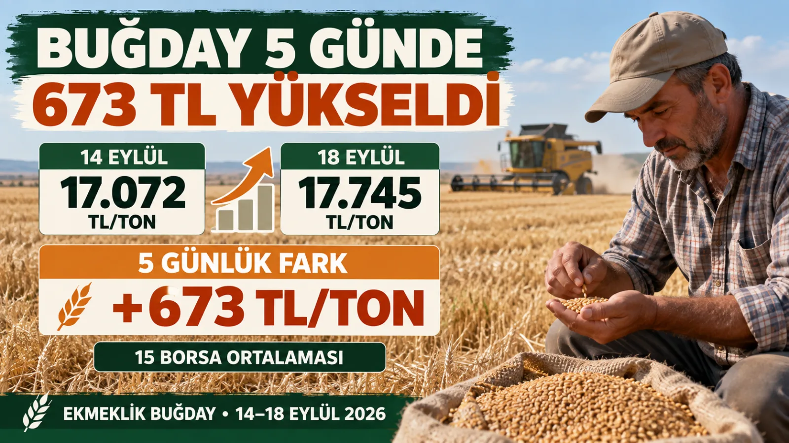 Buğday tarlasında hasat edilmiş ürünü ve piyasa fiyatlarını kontrol eden üretici.