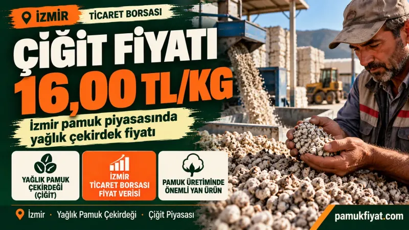İzmir pamuk piyasasında yağlık çiğit için 16 TL/kg fiyat göstergesi.