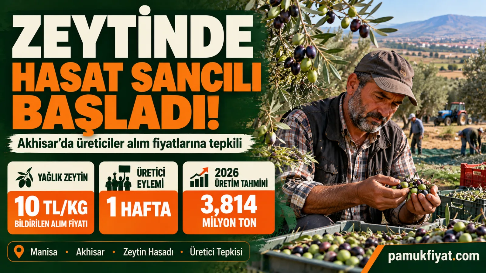 Manisa Akhisar'da zeytin üreticileri düşük alım fiyatlarına karşı hasat eylemi başlattı.
