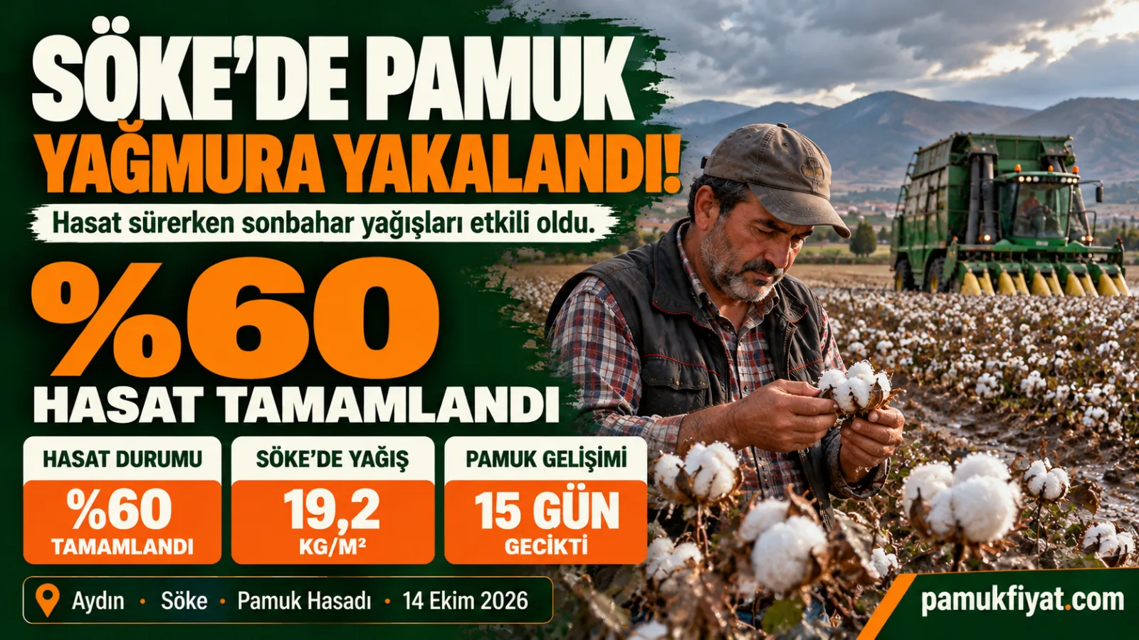 Söke'de yağış sonrası pamuk tarlası ve hasadın yüzde 60'ının tamamlandığına ilişkin açıklama.